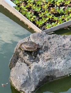 IMG_9350